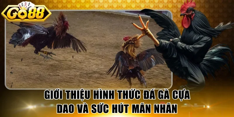Giới thiệu hình thức đá gà cựa dao và sức hút mãn nhãn