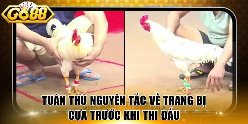 Tuân thủ nguyên tắc về trang bị cựa trước khi thi đấu